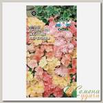 Семена Цветы, Флокс, Друммонда Переливы, 0.2 г, низкорослый, цветная упаковка, Седек