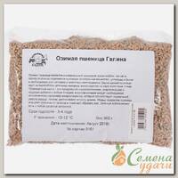 Cидерат Пшеница Галина озимая, 500 г, Седек